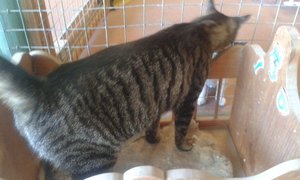 Dexter up for adoption