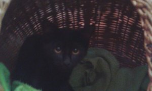 Two black kittens looking for a home.