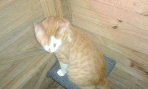 Doughnut still wants a home...