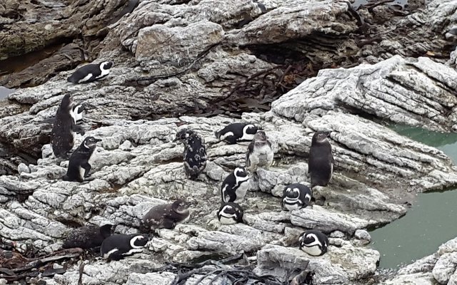 Stony Point Penguin Sanctuary in Betty's Bay