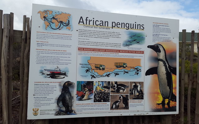 Stony Point Penguin Sanctuary in Betty's Bay
