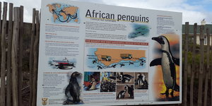 Stony Point Penguin Sanctuary in Betty's Bay