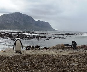 A Day in Betty's Bay