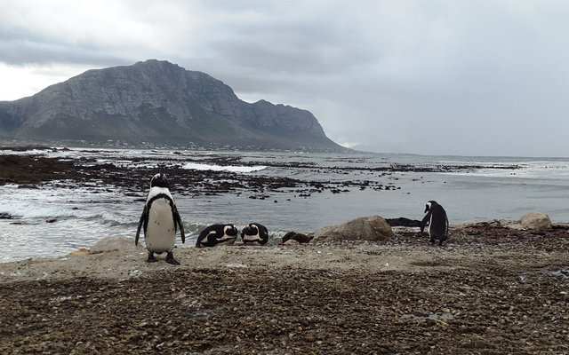 Stony Point Penguin Sanctuary in Betty's Bay