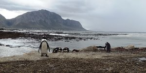 Stony Point Penguin Sanctuary in Betty's Bay