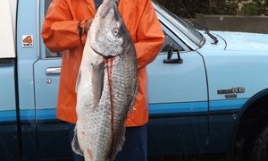 Stewige 17 Steenbras by Wrak gevang