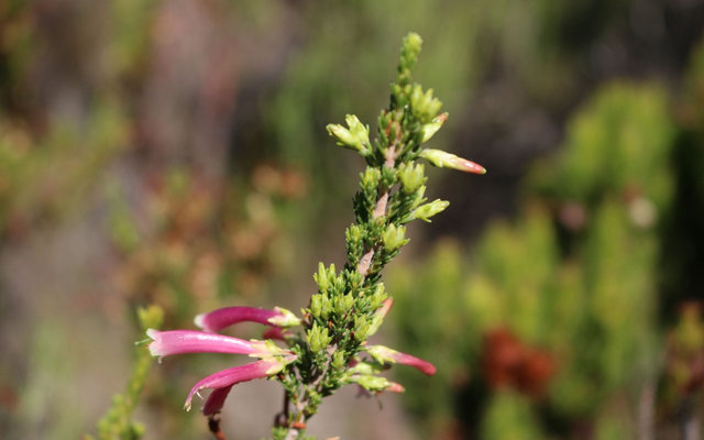 fynbos