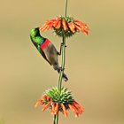 Sunbirds at Tides River Lodge