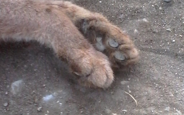 The male, whom I named Wild, paws as he laid lifeless on the dirt road. May these beautiful boy's paws roam free accross the golden bridge The male, whom I named Wild, paws as he laid lifeless on the dirt road. May these beautiful boy's paws roam free accross the golden bridge