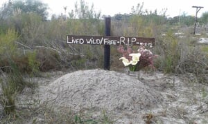 The Story behind Overberg WildnFree