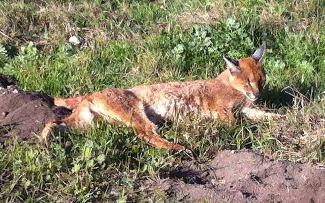 The female, I named her FREE, here in severe pain as we waited for Dr Marc Walton to arrive The female, I named her FREE, here in severe pain as we waited for Dr Marc Walton to arrive