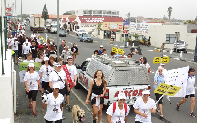 Gansbaai_Waggel_Waggel_Pikkewyne_8