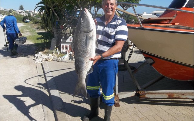 Hierdie mooi witsteenbras van 11,5 kg is agter die Eiland deur George Rowan vanaf die boot Releks 2 gevang. Dit met ‘n redelike klein hoek wat aan die oopbuig was!
