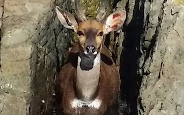 Die bosbokrammetjie wat deur Danie en Minette Maree tussen rotse in seewater afgeneem is.