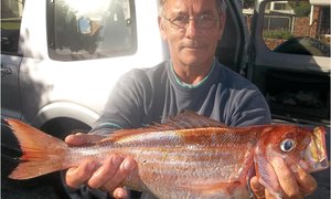 Hoekom geen geelbek?