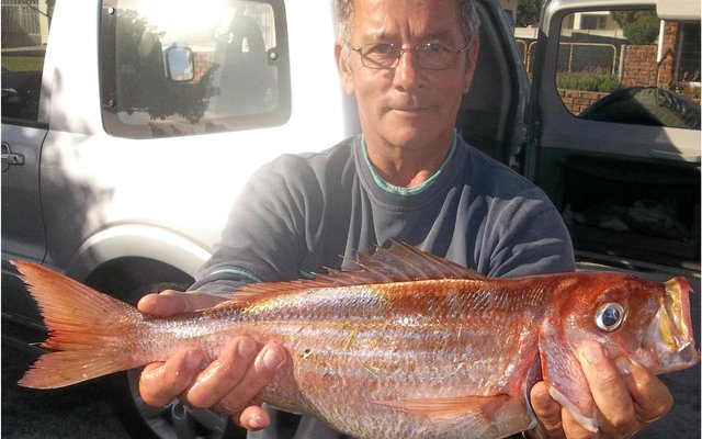 Dit kos ‘n bietjie soek, maar….. Steve Serbon hou een van vier baie mooi silwervisse vas wat hy Maandag naby die Birkenhead raakgeloop het.  