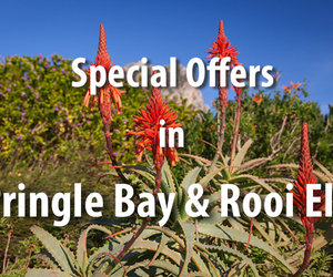Special Offers in Pringle Bay / Rooi Els