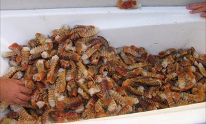 56 year old suspect arrested 