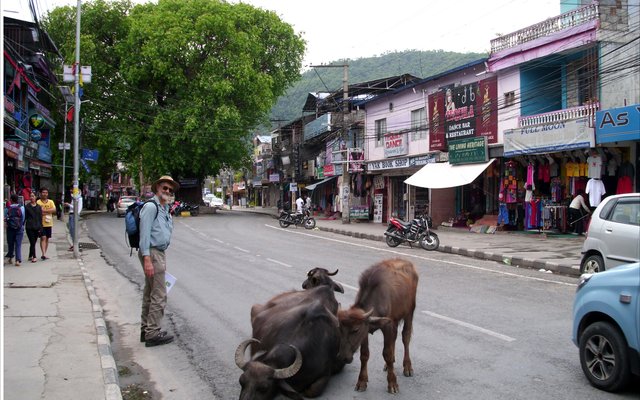 Leon  Hugo tydens sy besoek aan Nepal, hier by die heilige  koeie wat vrye  toegang tot die stad se strate het.
