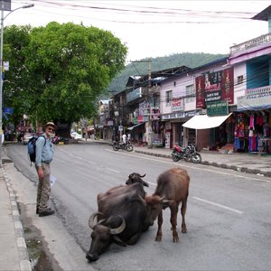 Leon  Hugo tydens sy besoek aan Nepal, hier by die heilige  koeie wat vrye  toegang tot die stad se strate het.