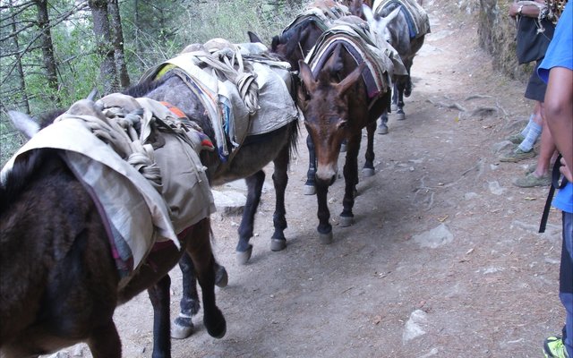 Gansbaai_Prof_herskep_Nepalroete_3