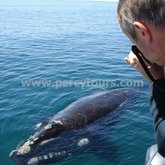 Hermanus - Percy Tours - Whale Watching