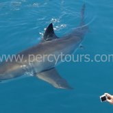 Hermanus - Percy Tours - Great White Shark Cage Diving
