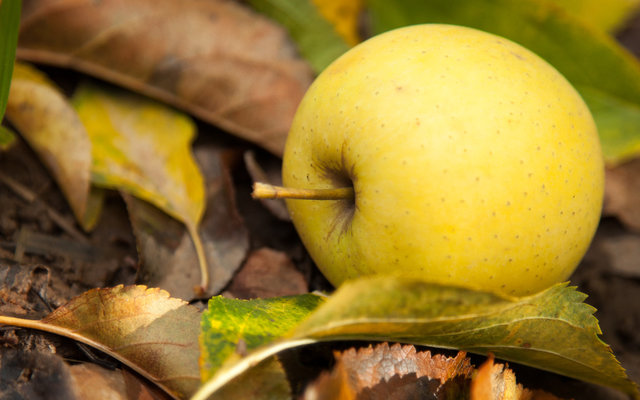 Apples produced in Grabouw/Elgin