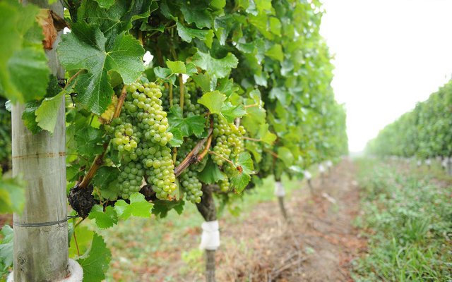 Wine Farms in Grabouw/Elgin