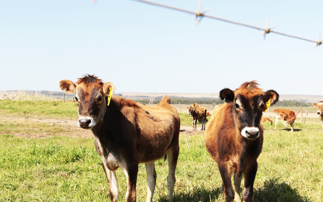 Farming in Swellendam