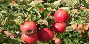 Apples Produced in Villiersdorp