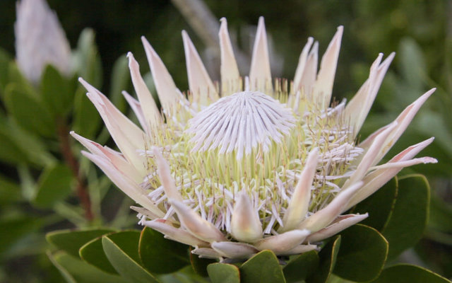 Caldeon Wild Flower Garden Caldeon Wild Flower Garden