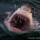 Great White Shark