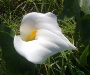 Kykies in die Koninkryk