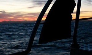 Shark Diving Gansbaai - 18 June 2016