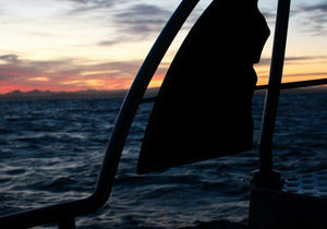 Shark Diving Gansbaai - 18 June 2016