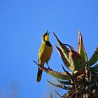 Bokmakierie in song at Tides River Lodge