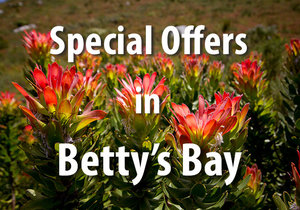 Special Offers in Betty's Bay