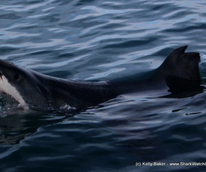 Shark Cage Diving Blog - 25 June 2016