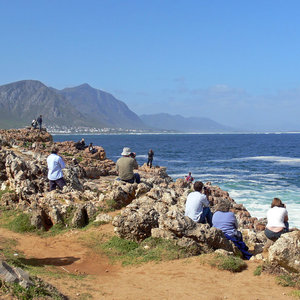 Whale Watching from the cliffs in Hermanus