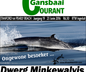 Mother and calf play near Quoin Point