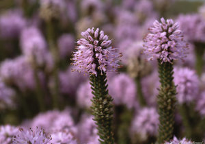 Upcoming Events in Bredasdorp