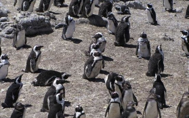 Penguins
