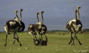 Upcoming Events in Napier