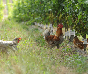 Upcoming Events in Grabouw/Elgin