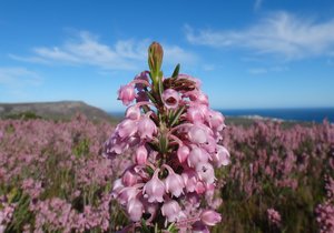 Erica irregularis