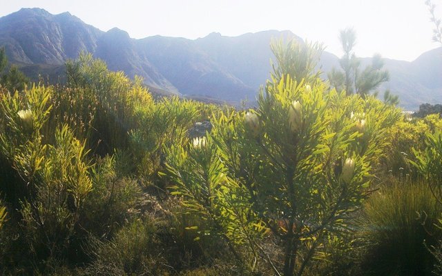 Protea in flower - Villiersdorp