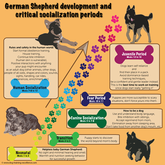 German Sheperd