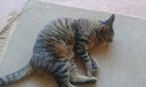 Still animals with hearts