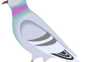 Gansbaai Posduifklubnuus (16 July 2016)